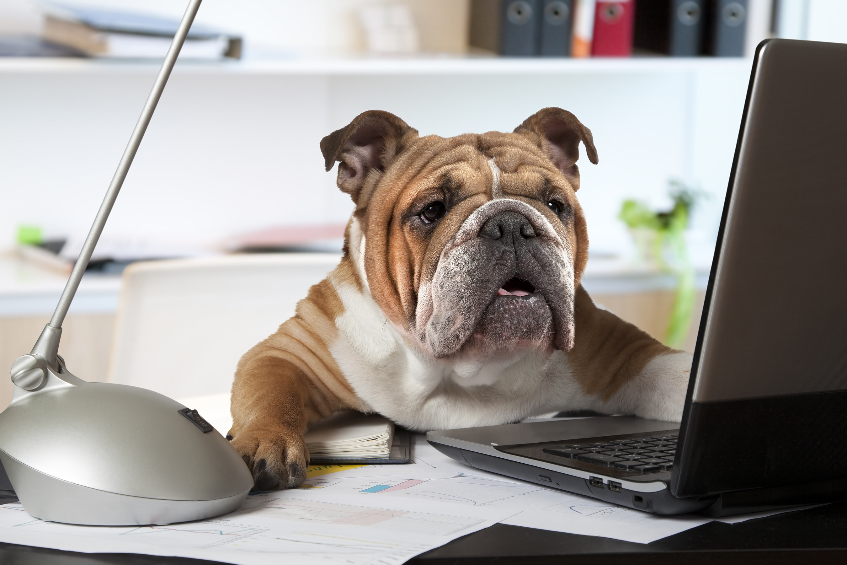 The Good and Bad of Bringing Your Pet to Work